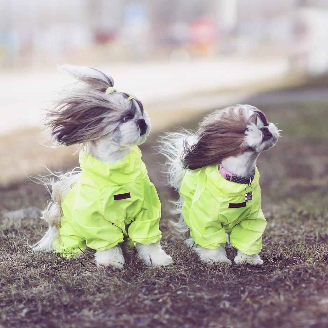 two Shih Tzu outdoors wearing a green raincoat and its hair against the wind