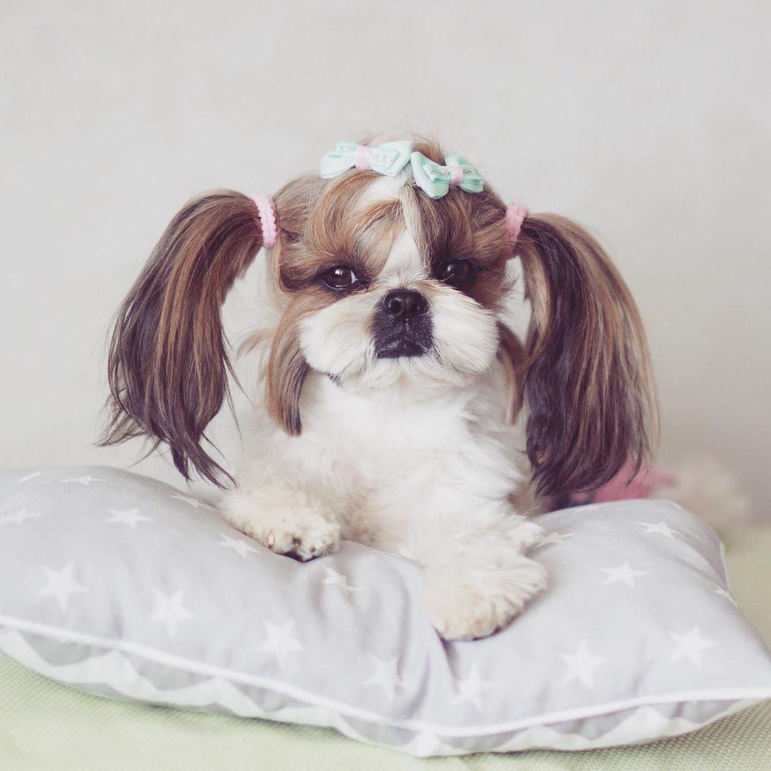 Shih Tzu lying on top of its pillow with its hair in a ponytail on the side and hair clip on top of its head