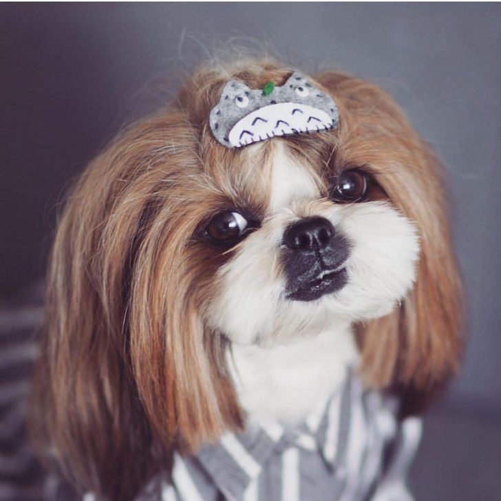 Shih Tzu in a medum length bob cut with a hairpin on top of its head