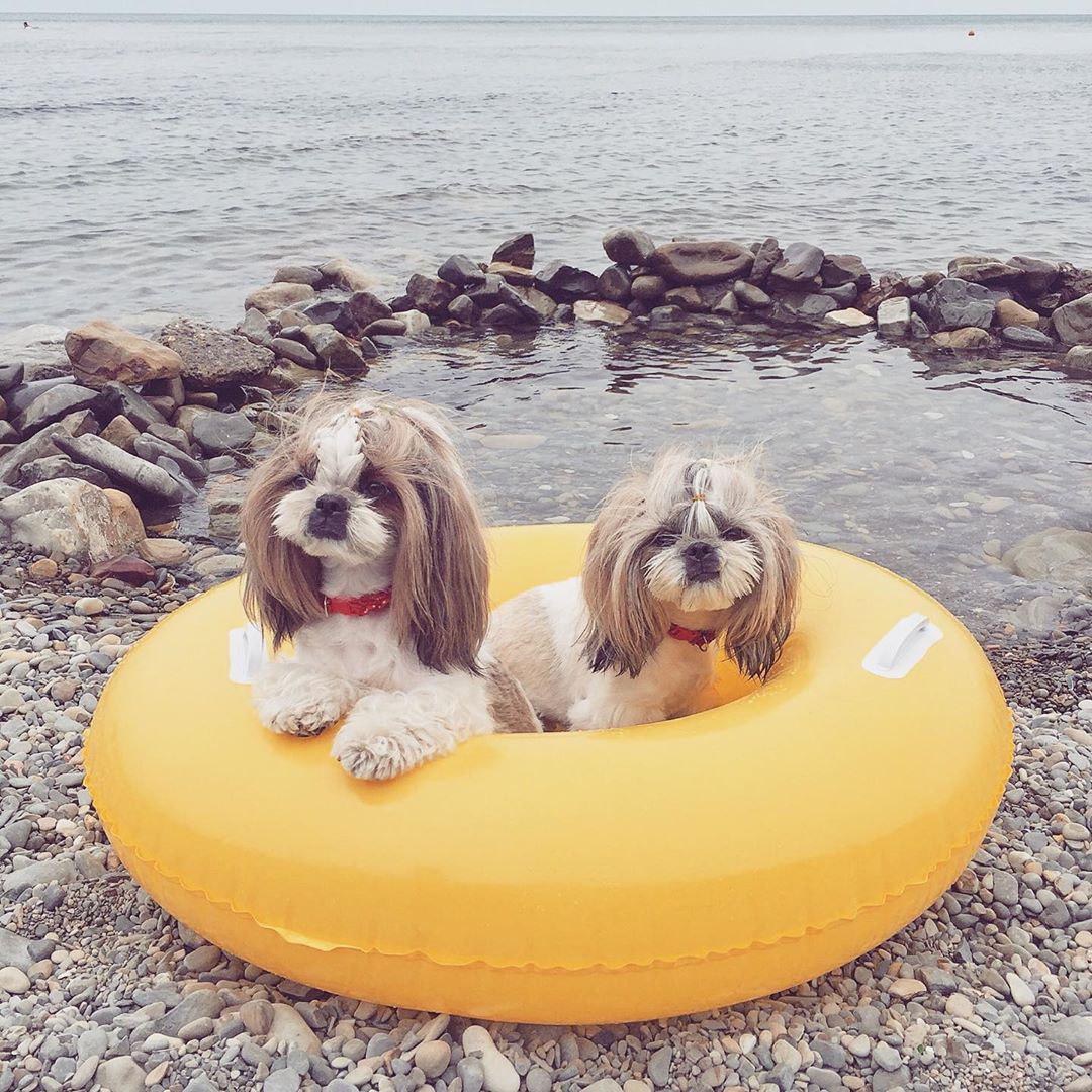 Shih Tzu inside a yellow ring lifesaver by the sea