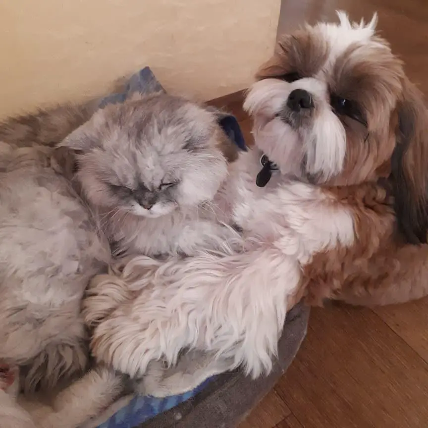 Shih Tzu on the floor with a cat