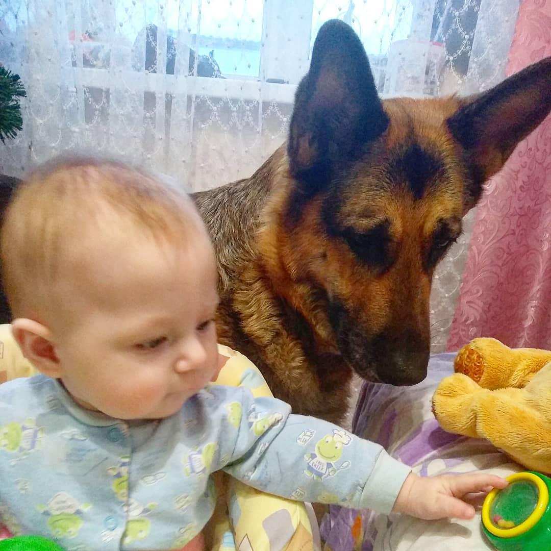 German Shepherd looing at the toy the baby is touching
