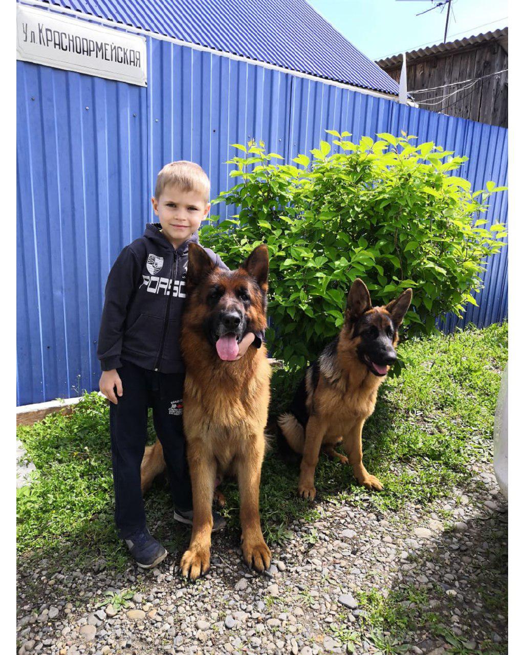 a boy with arms around a sitting German Shepherd's neck