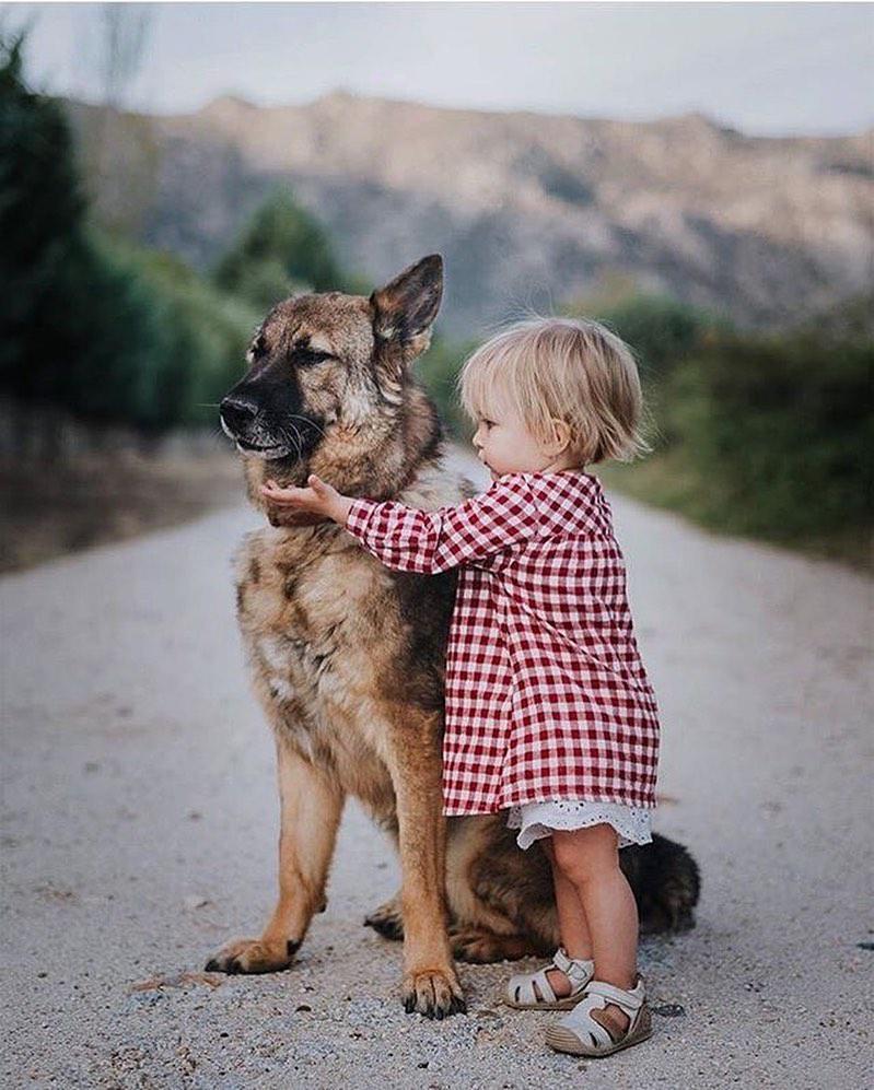 German Shepherd sitting on the road while a baby is touching him