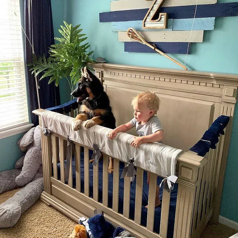 German Shepherd with a baby inside the crib