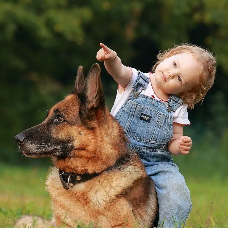 German Shepherd lying on the green grass while a kid is riding on its back