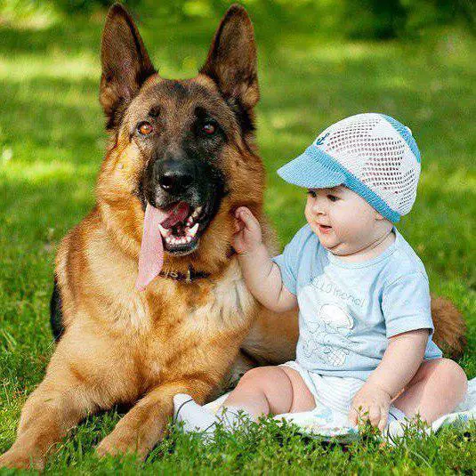 German Shepherd lying down on the green grass with a baby