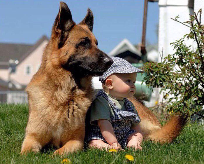 German Shepherd lying down on the green grass with a baby