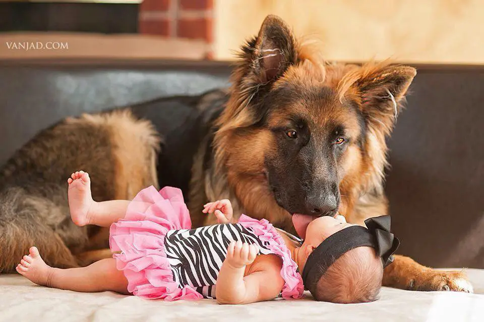 German Shepherd on the bed licking the face of a baby