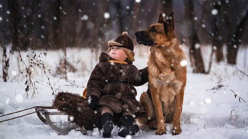 German Shepherd dog sitting on the snow with a kid