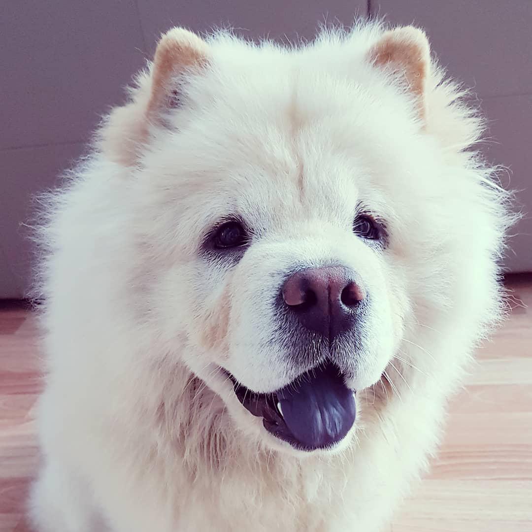 White Chow Chow sitting on the floor