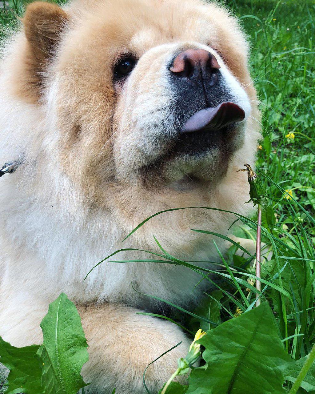 A large Chow Chow lying on the grass while sticking its tongue out