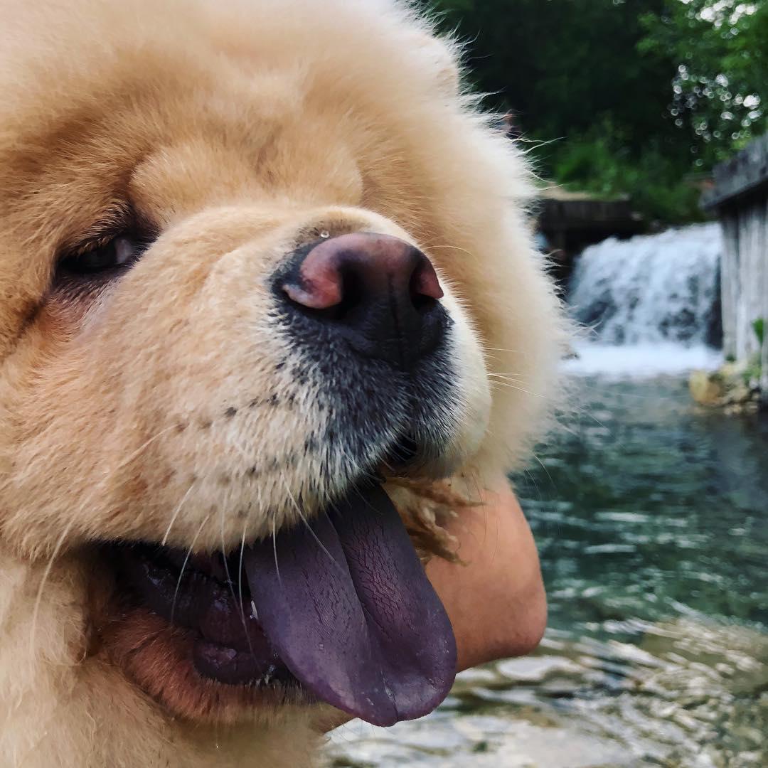 A Chow Chow standing by the falls