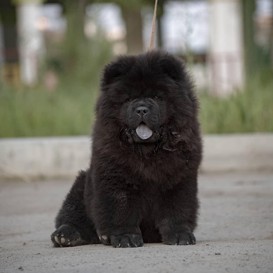 A black Chow Chow sitting in the street