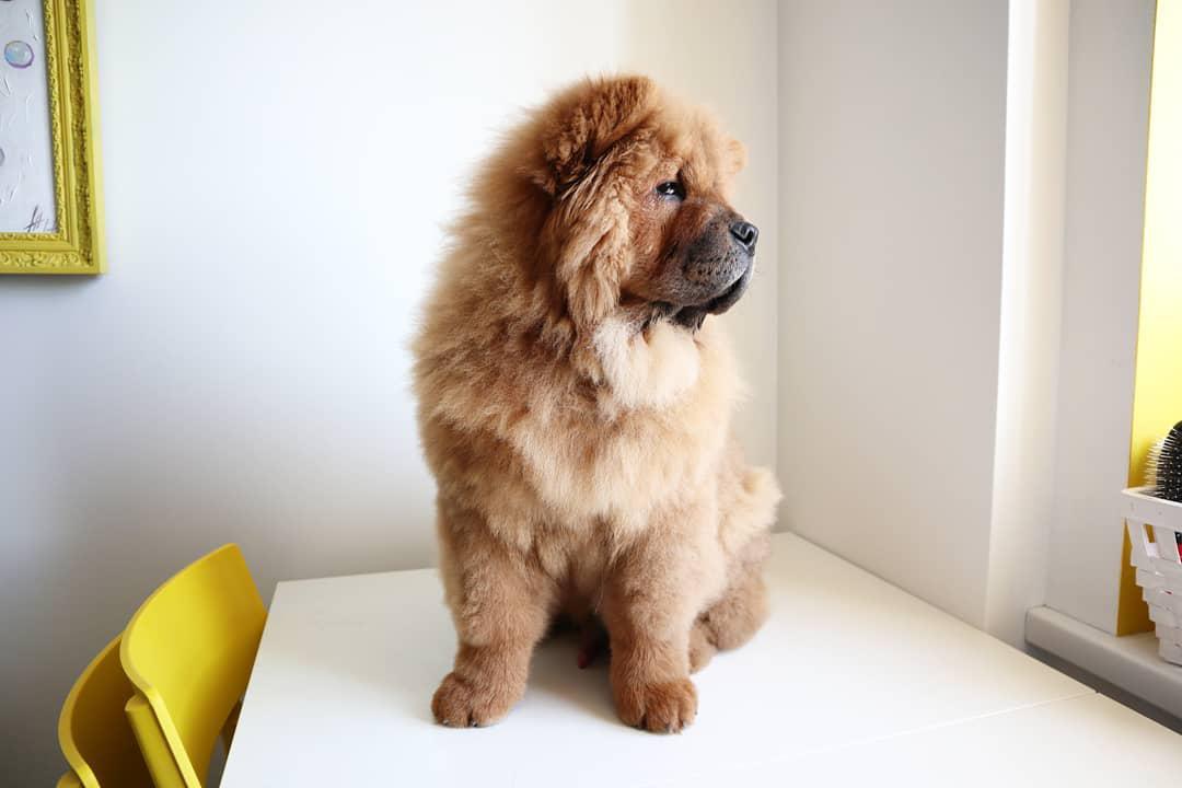 A brown Chow Chow sitting on top of the table while while looking outside the window