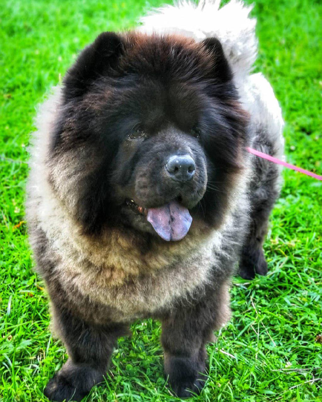A large Chow Chow with black, brown, and white colors standing on the grass with its tongue out
