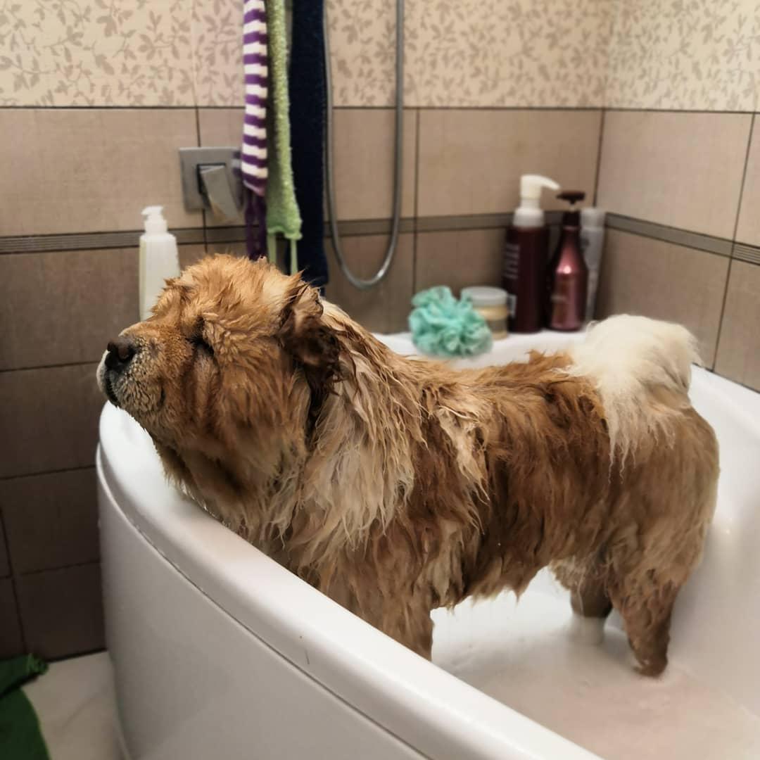 A brown wet Chow Chow standing in the bathtub