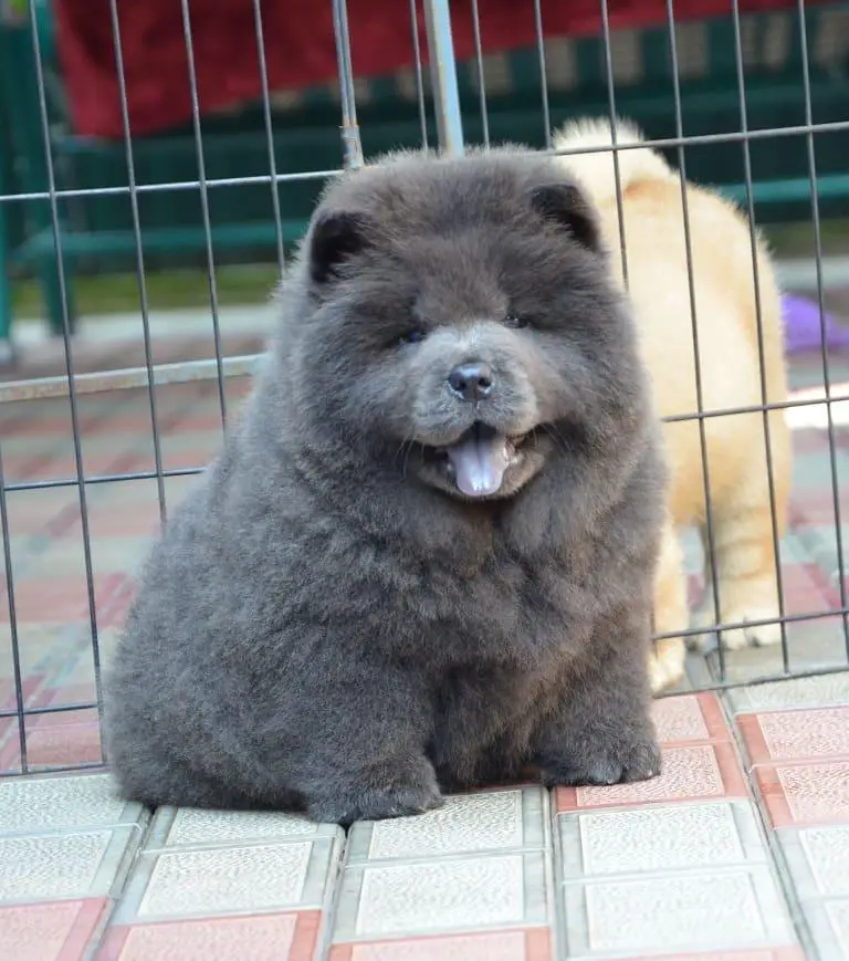 A gray Chow Chow puppy sitting on the floor behind the fence