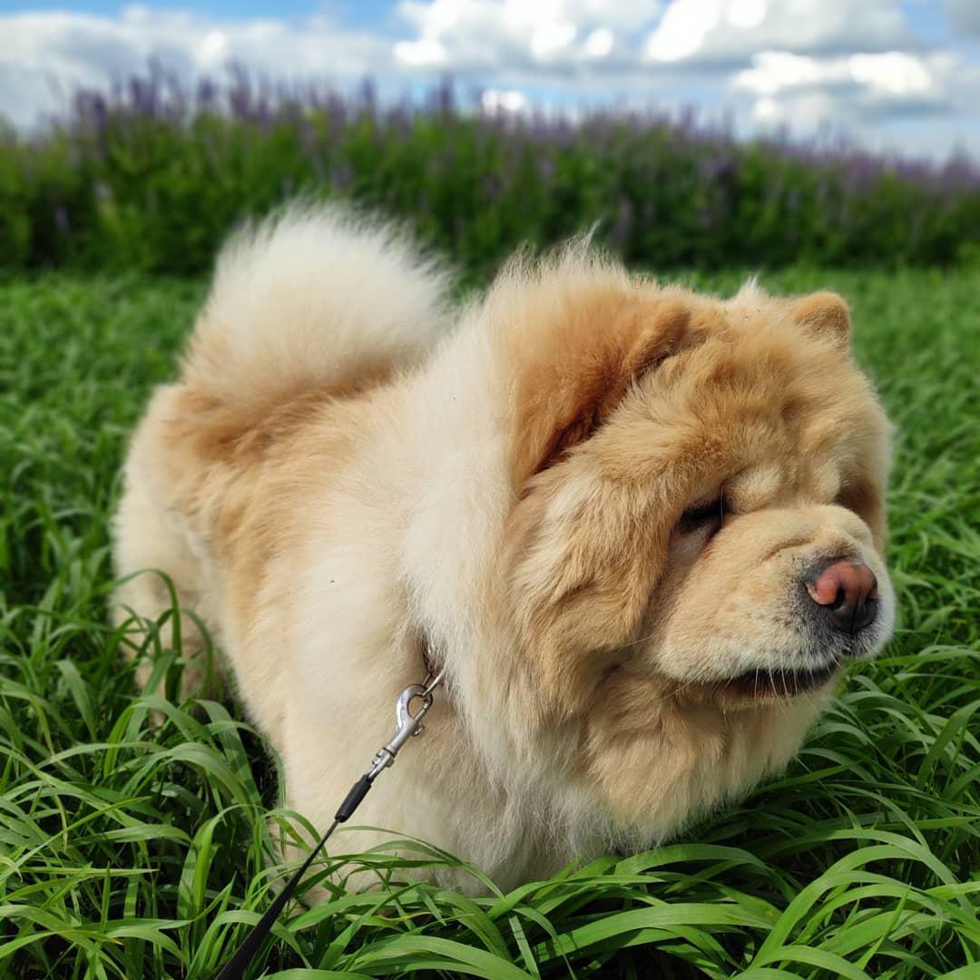 A cream Chow Chow walking in the grass