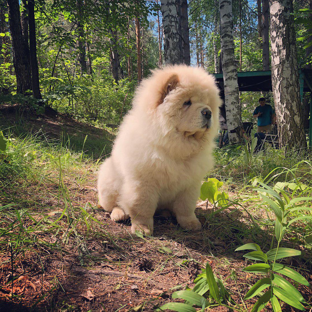 A cream Chow Chow sitting in the forest