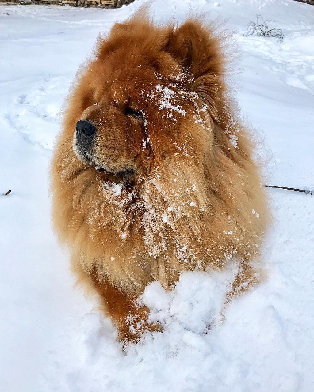 A red Chow Chow sitting in snow