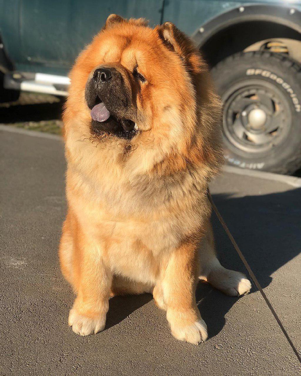 A red Chow Chow sitting on the pavement in the street
