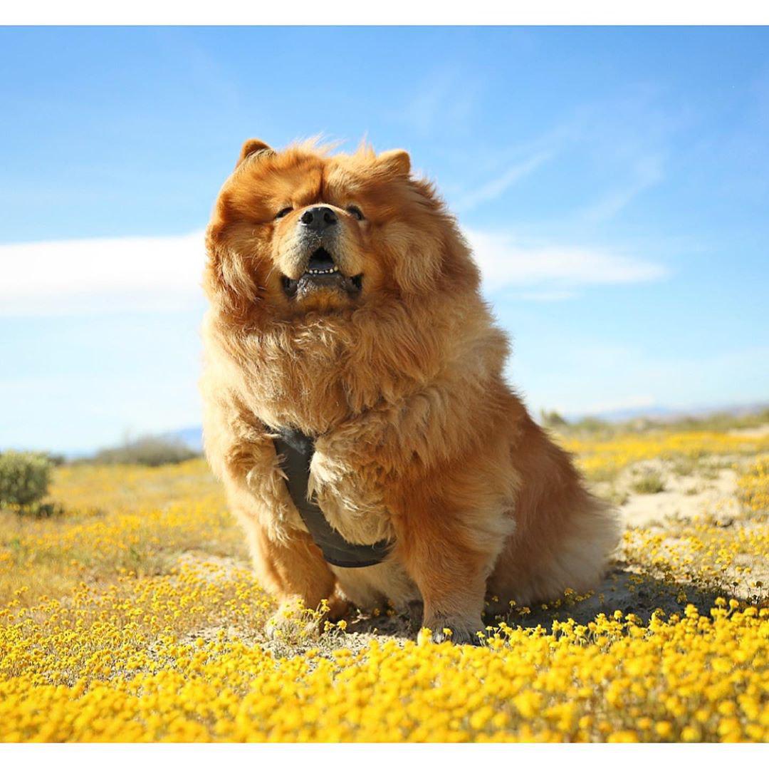 A brown Chow Chow sitting on the ground with a field of small yellow flowers