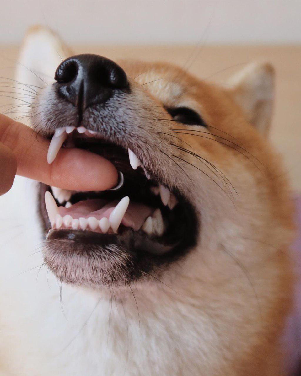 Shiba Inu biting the finger of a woman