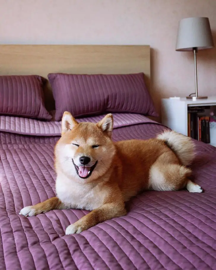 a happy Shiba Inu lying on the purple bed