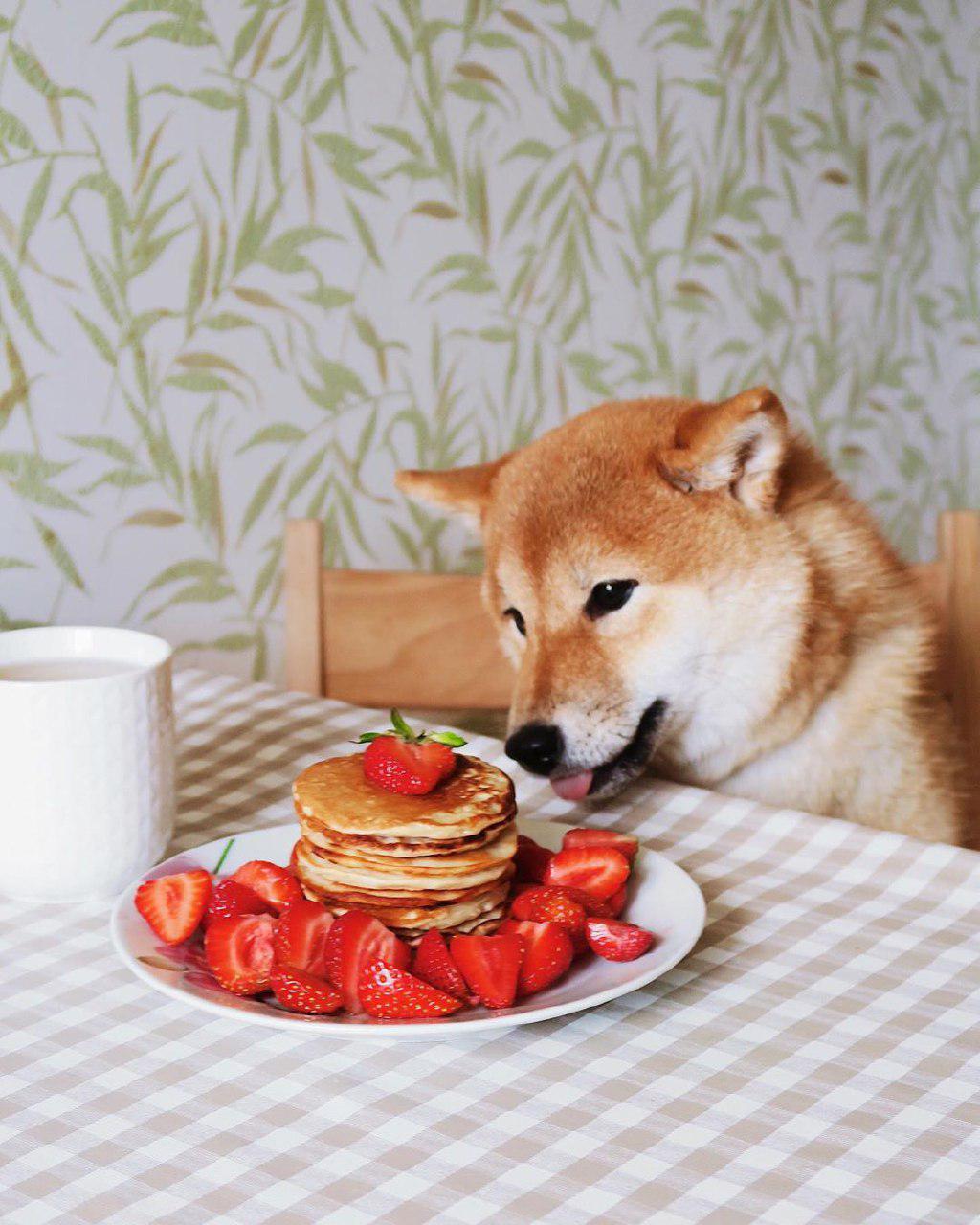 A Shiba Inu sitting at the table while trying to lick the strawberry pancake in front of him