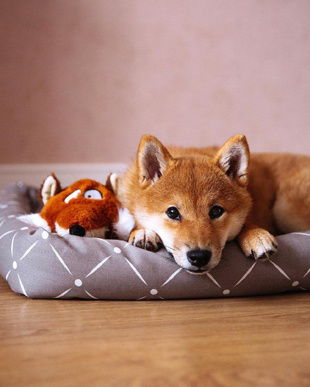 A Shiba Inu lying on the bed with a fox stuffed toy next to him