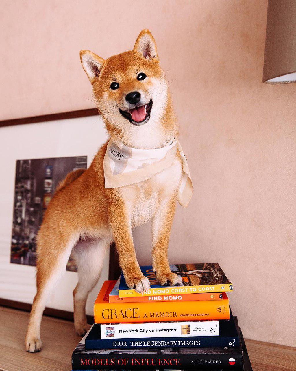 A Shiba Inu wearing a scarf while standing with its front legs on top of the pile of books