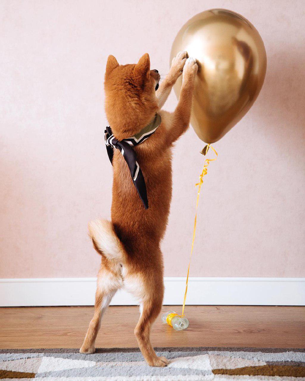 A Shiba Inu standing up with its front legs on the balloon floating in front of him