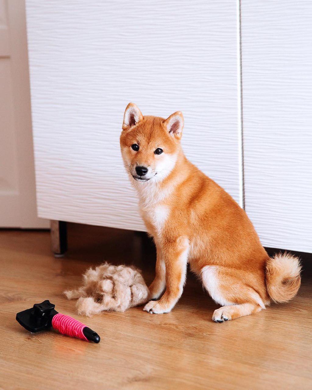 A Shiba Inu sitting on the floor with a it shed fur and comb in front of him