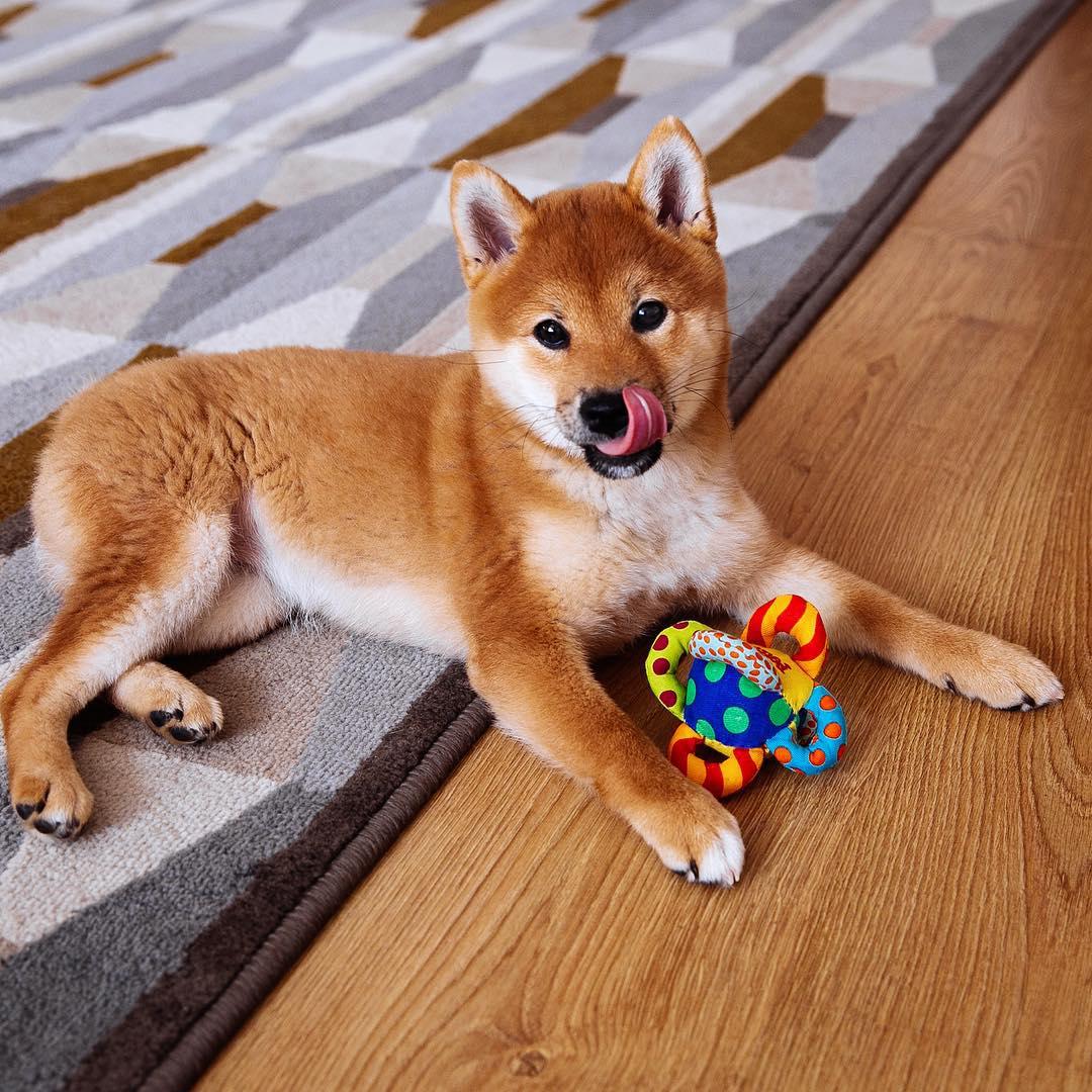 A Shiba Inu lying on the carpet while licking its nose and with its chew toy in front of him
