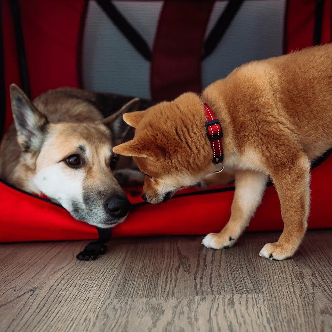 A Shiba Inu smelling the dog lying inside its bed