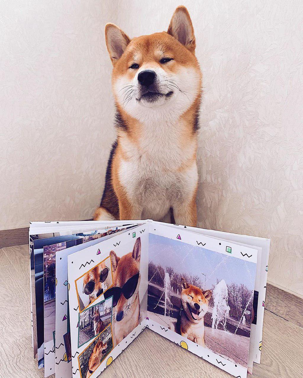 A Shiba Inu sitting in the corner with its scrapbook in front of him