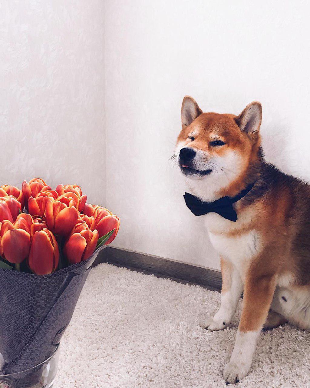 A Shiba Inu wearing a bow tie while sitting on the floor in front of a bouquet of tulip flowers