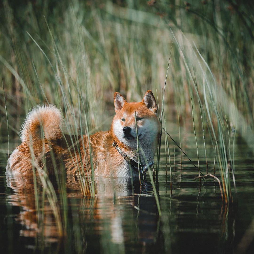 A Shiba Inu standing in the water at the lake