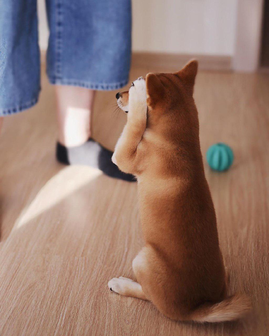 A Shiba Inu sitting on the floor while covering its eyes with it paws
