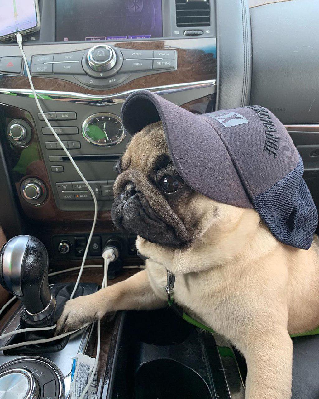 Pug wearing a cap while lying in the passenger seat inside the car