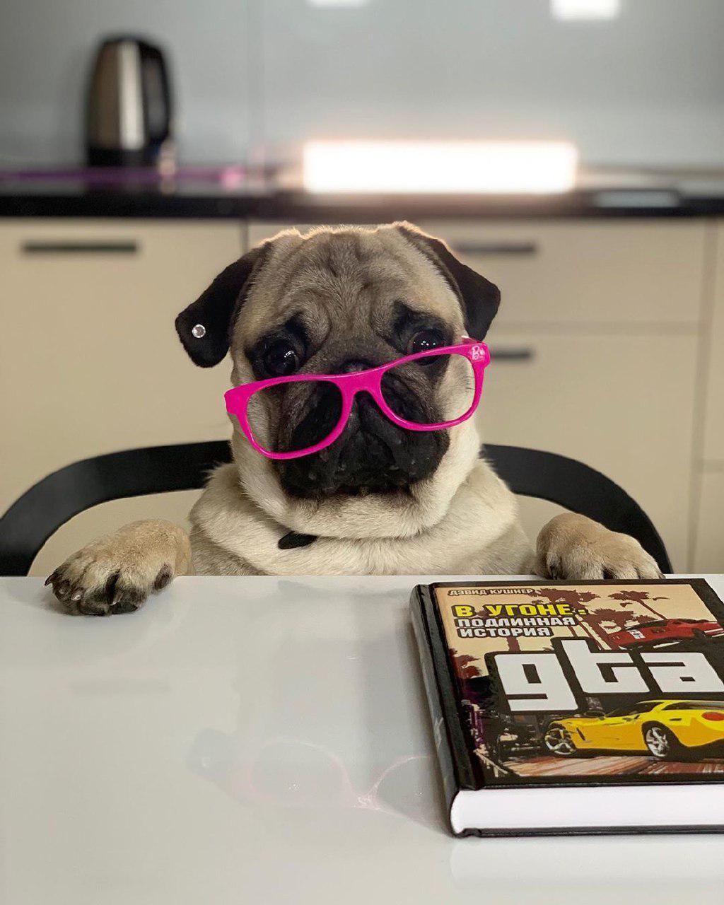 Pug wearing pink glasses while sitting on the chair in front of a book in the table