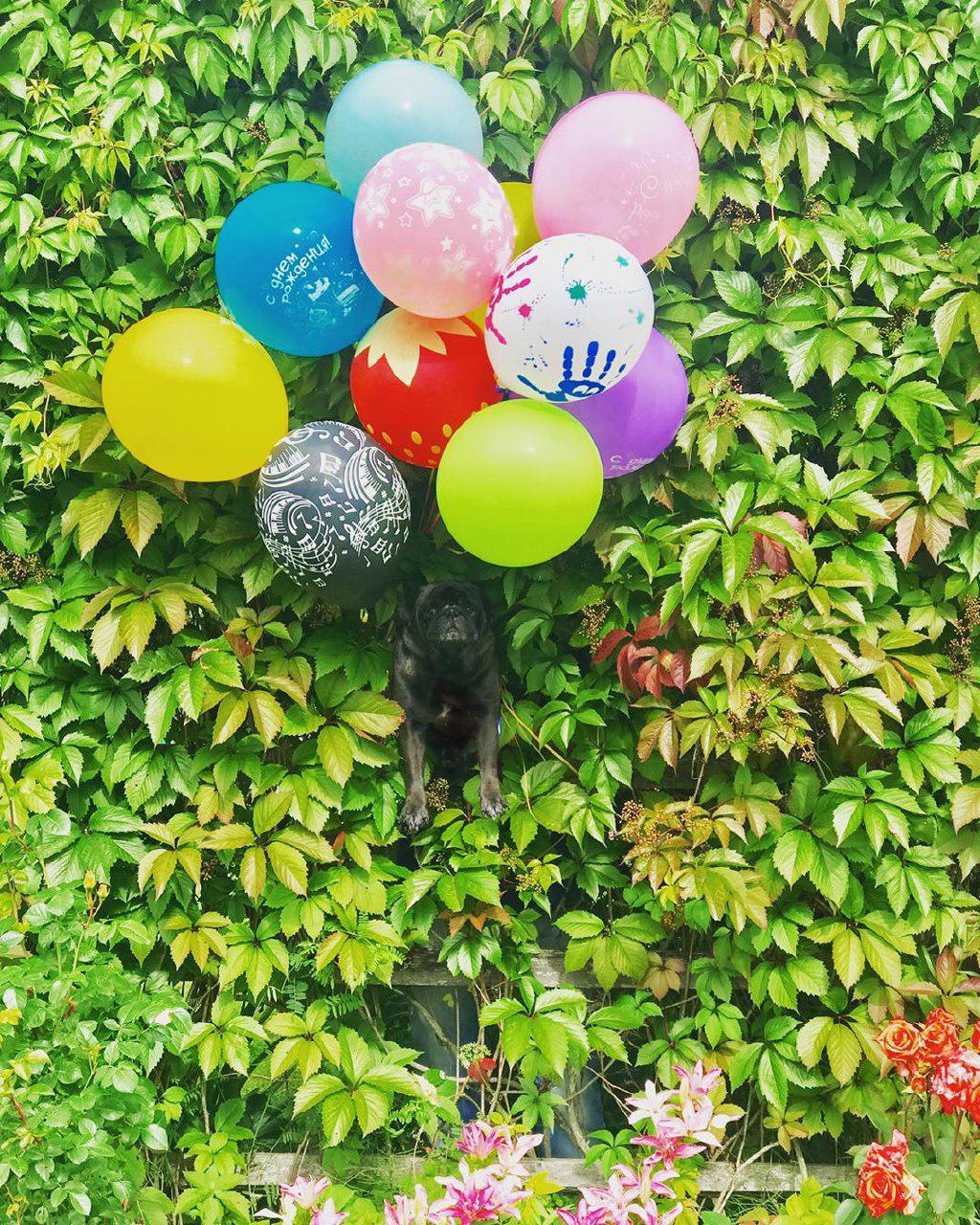 black Pug floating in balloons while stuck in a wall made of leaves in the garden