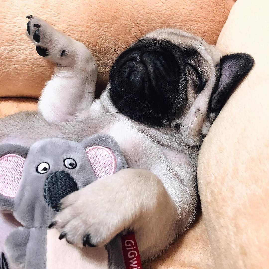 Pug puppy sleeping in the couch with its koala stuffed toy