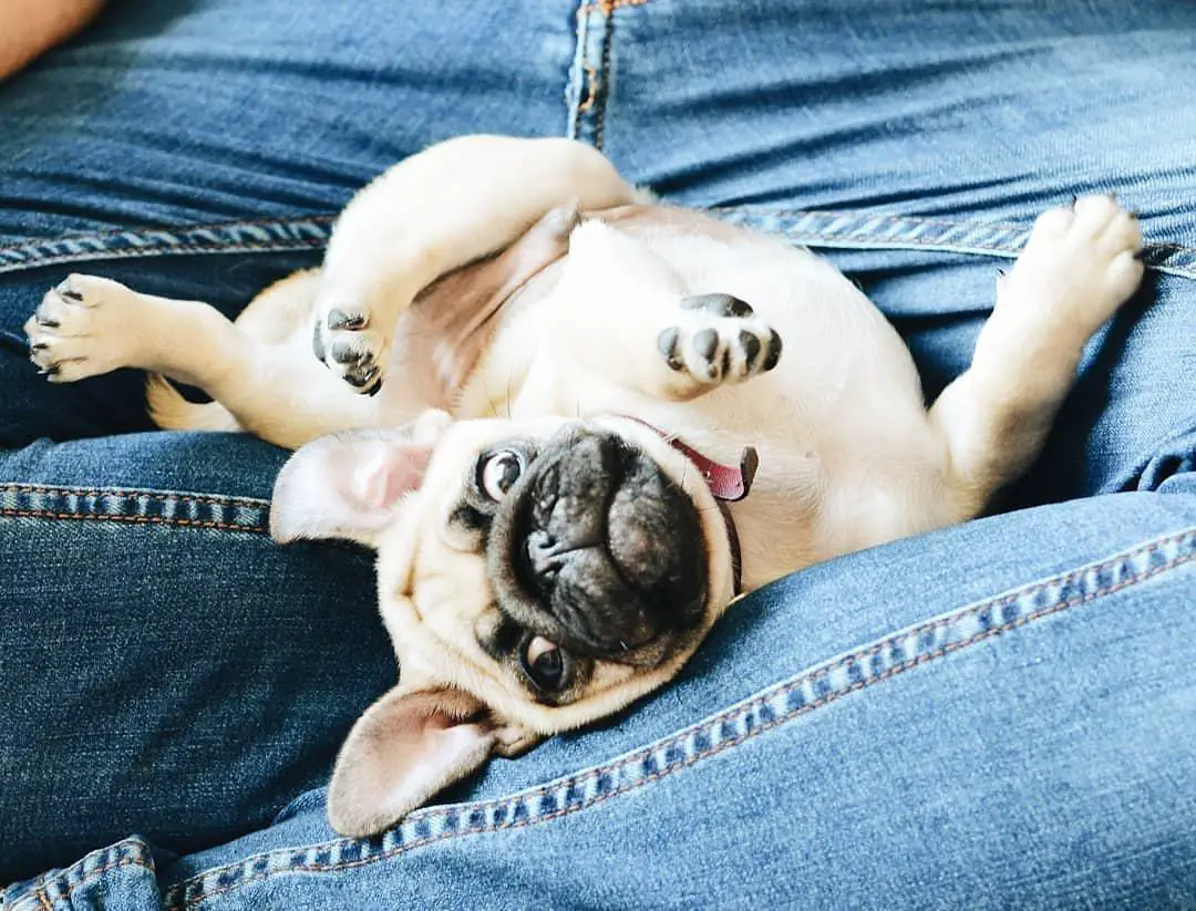 Pug lying upside down in the lap of a woman