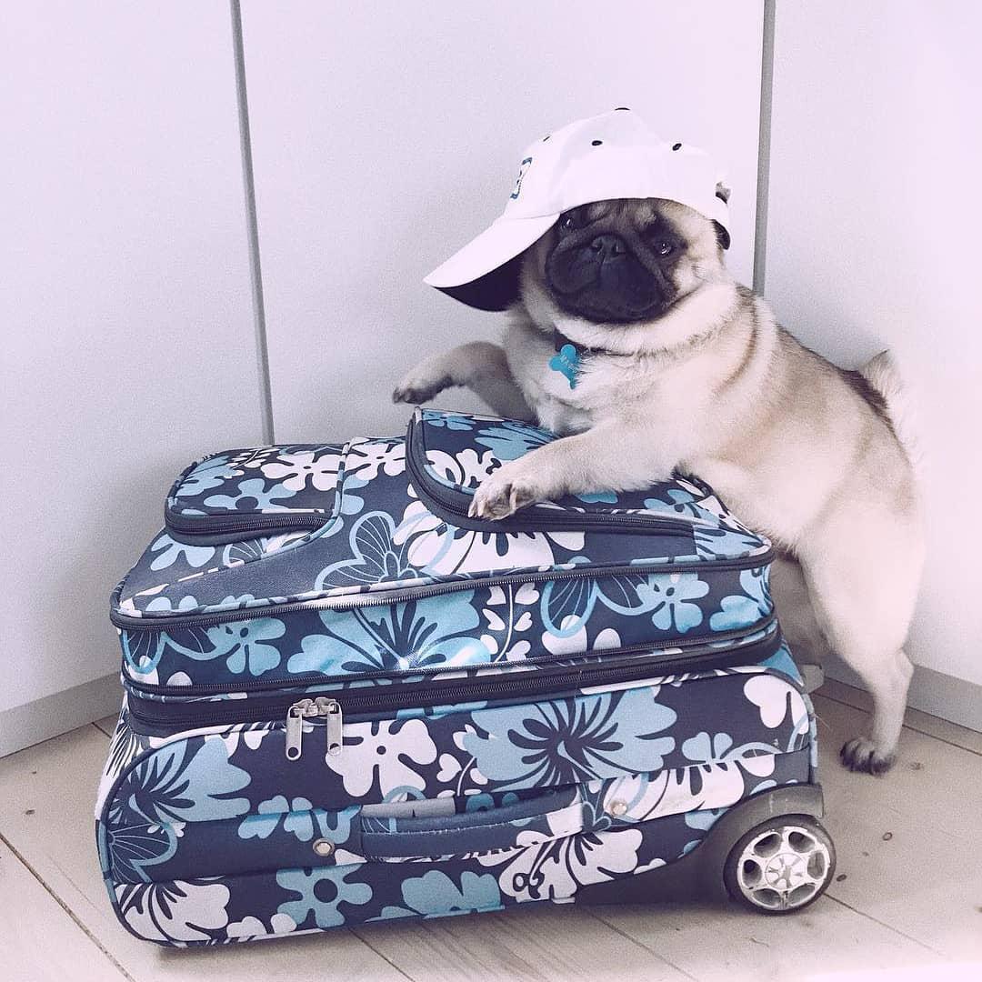 Pug wearing a cap while standing up and leaning against a blue floral suit case