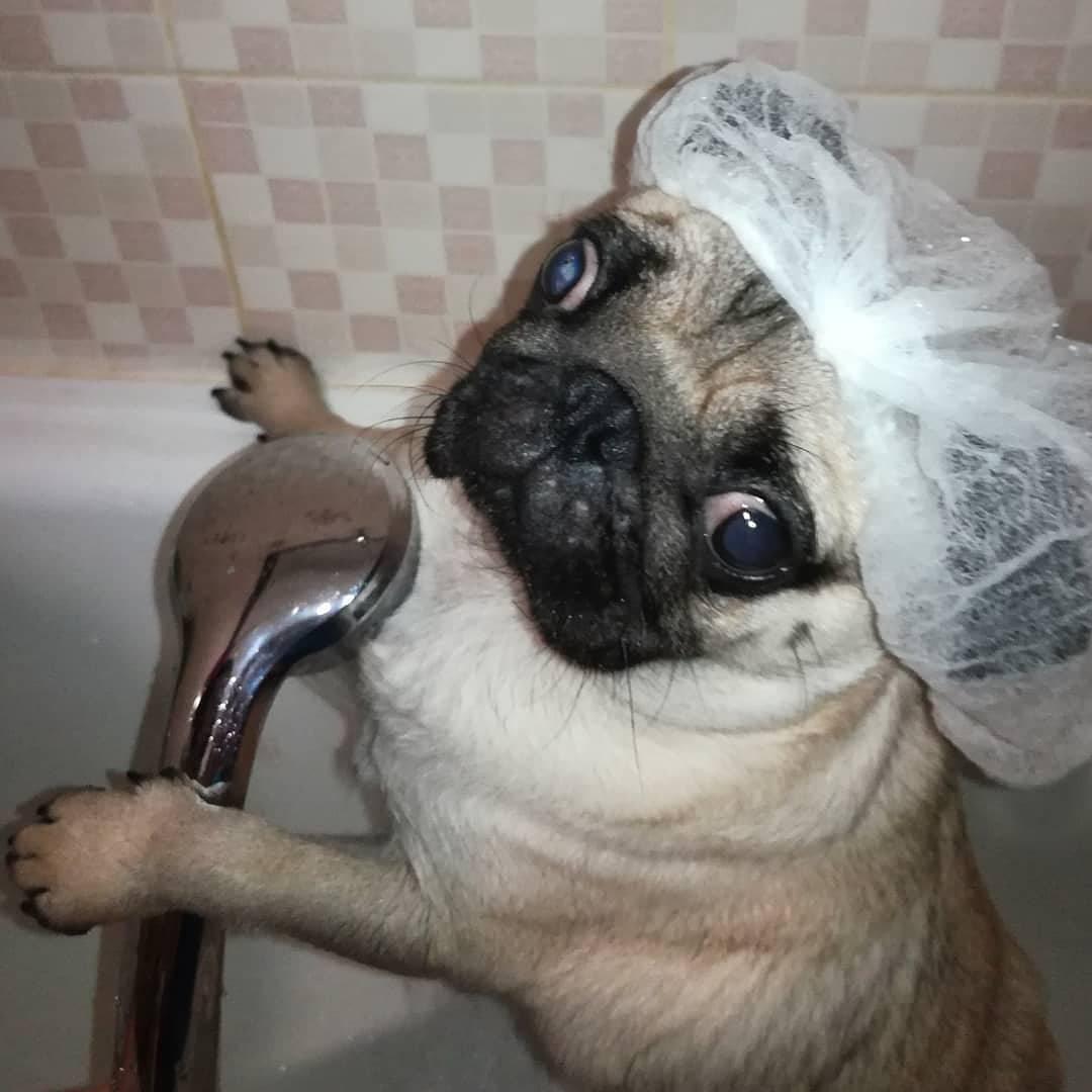 Pug wearing a shower cap inside the bathtub with its hands on the shower hose