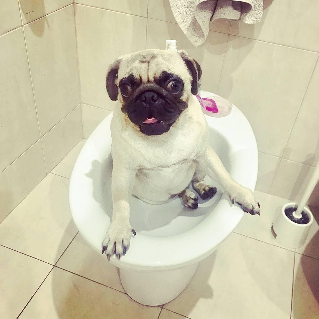 a happy Pug sitting in the toilet