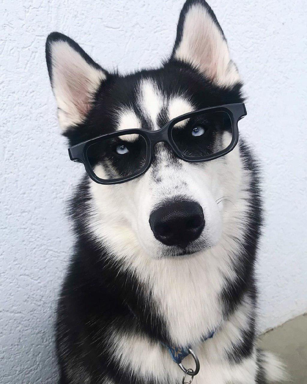 A Siberian Husky wearing glasses while sitting on the floor