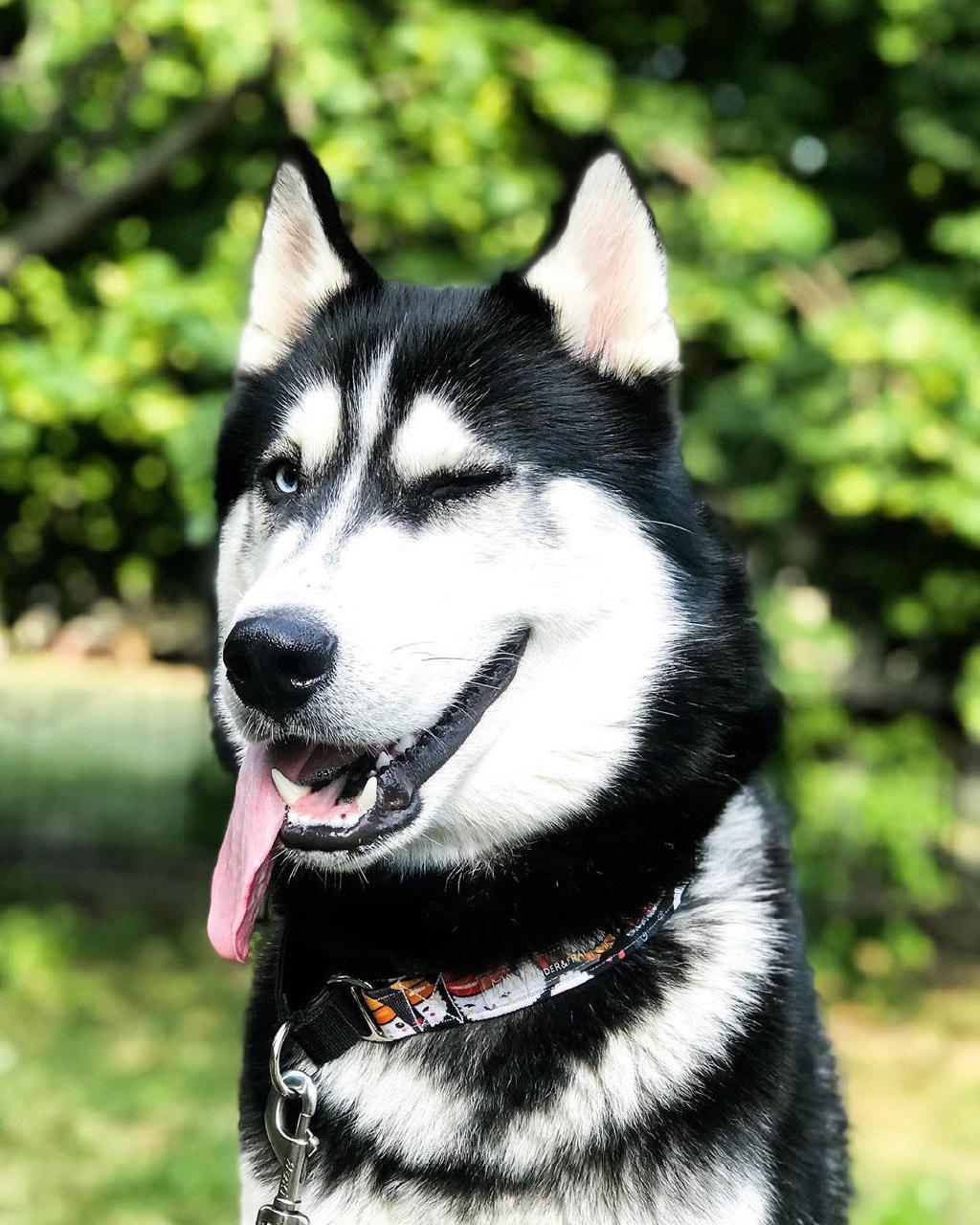 A Siberian Husky sitting on the grass at the park while winking and with its tongue hanging on the side of its mouth